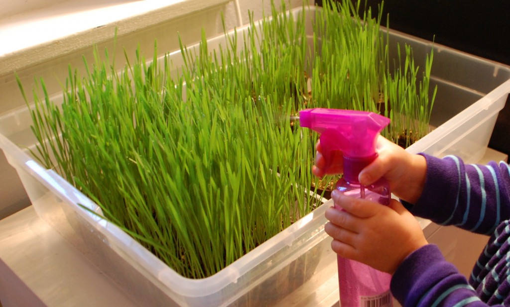 indoor gardening: how to grow wheat grass with kids