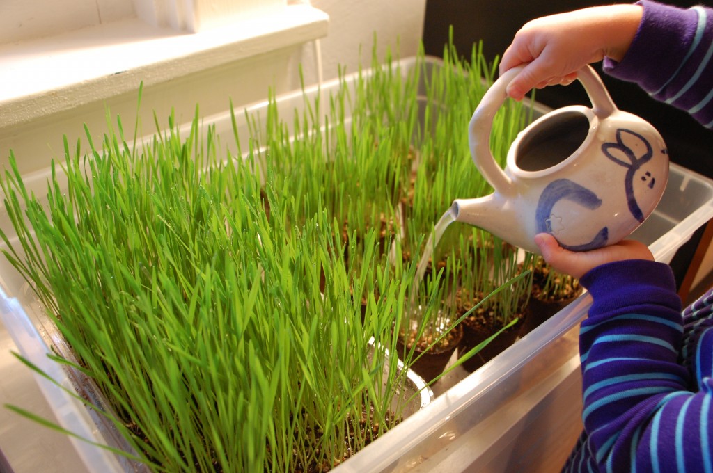 indoor gardening: how to grow wheat grass with kids