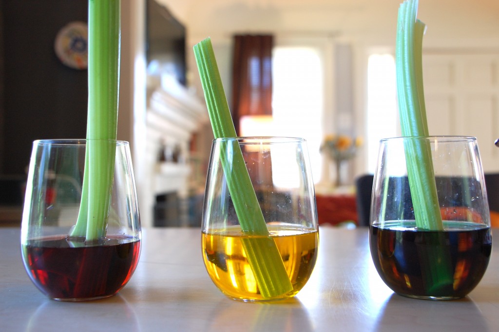 Celery Science Experiment TinkerLab