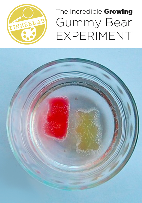 The incredible growing gummy bear experiment | TinkerLab