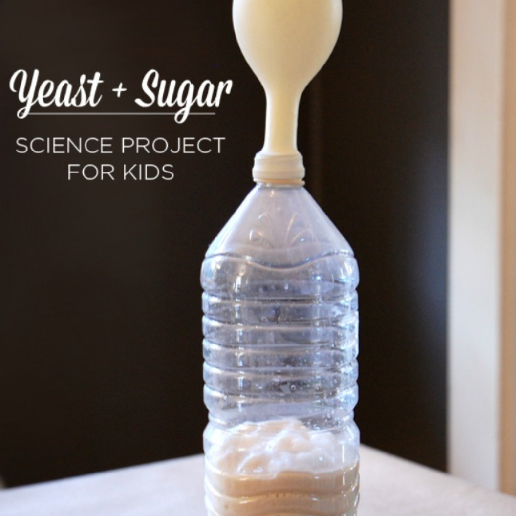 yeast experiment for kindergarten
