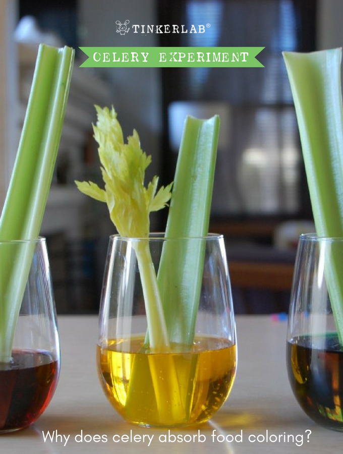 celery experiment