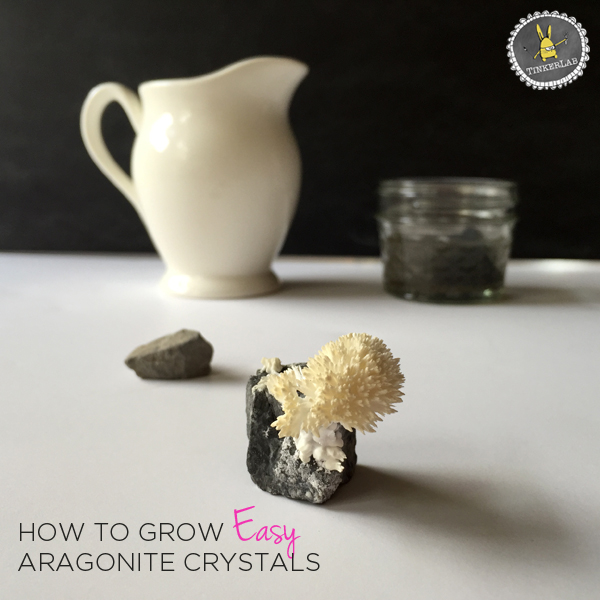 How to Grow Easy Aragonite Crystals | TinkerLab