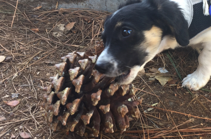 dog with pine cone